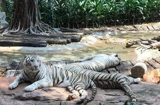 国产白虎一区,探寻东方武侠的传奇魅力 第2张 国产白虎一区,探寻东方武侠的传奇魅力 第2张