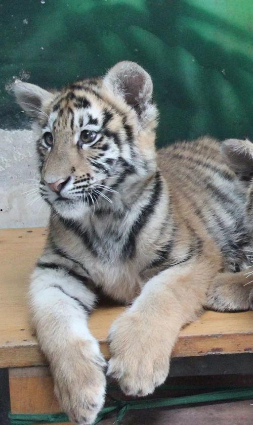 国产白虎一区,探寻东方武侠的传奇魅力 第3张 国产白虎一区,探寻东方武侠的传奇魅力 第3张